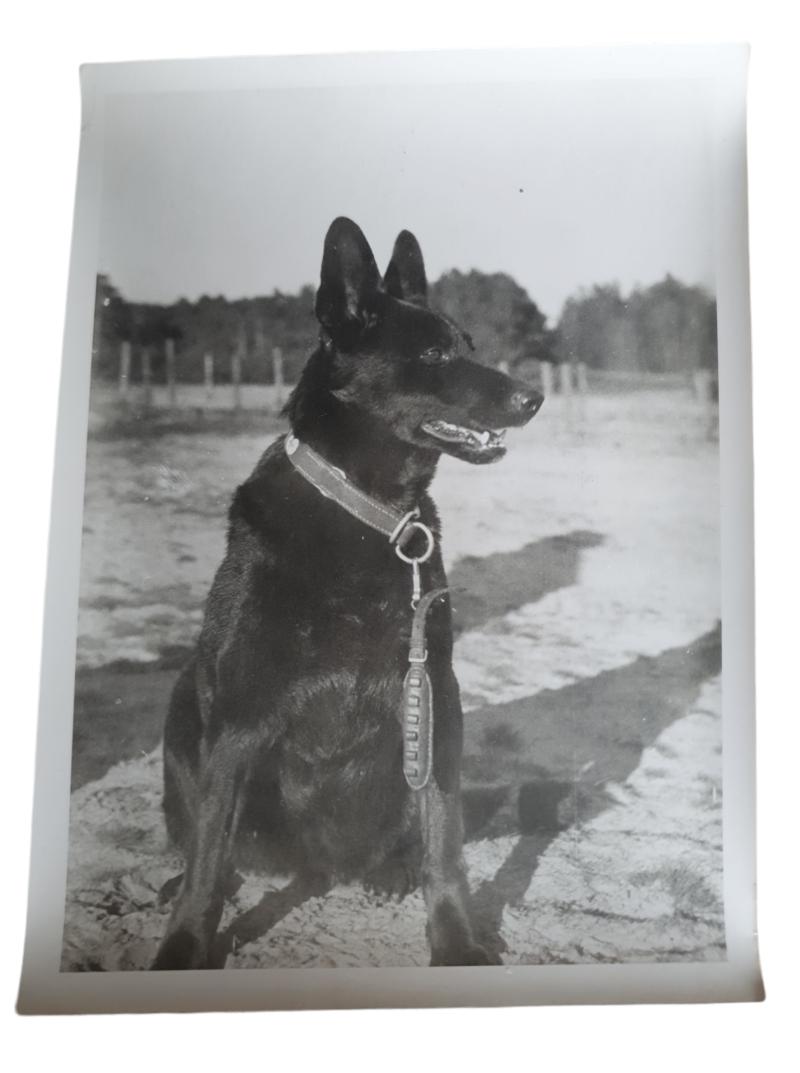 a German propaganda photo with a shepherd dog in beautiful condition