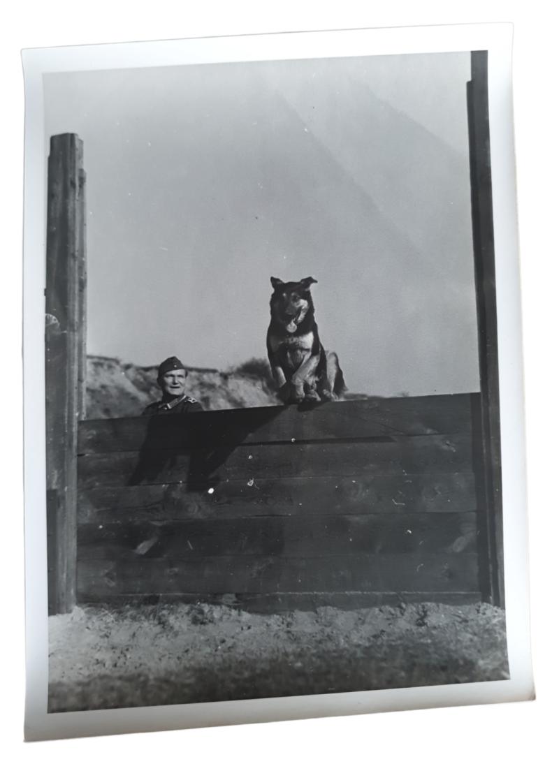 a German propaganda photo with a shepherd dog