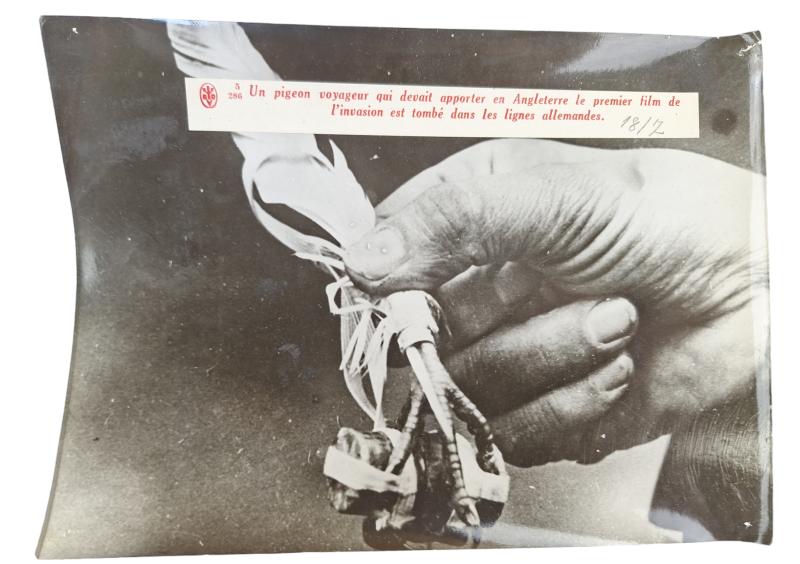 a photo of an A carrier pigeon that was supposed to bring the first film of the invasion to England fell into the German lines.  18/2